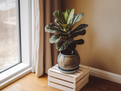 quick guide to caring for a fiddle leaf fig near a single north-facing window